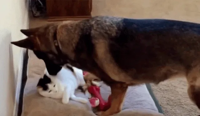 Perro encuentra a un gato sobre su cojín favorito y reacciona de la manera menos pensada [VIDEO]