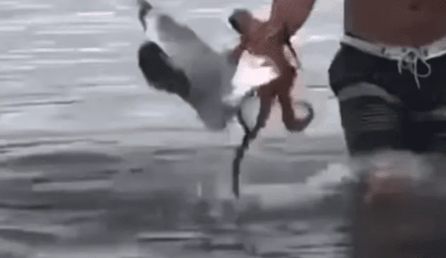 YouTube viral: enorme pulpo usa sus tentáculos para devorar a gaviota y bañista salva la vida del ave [VIDEO]