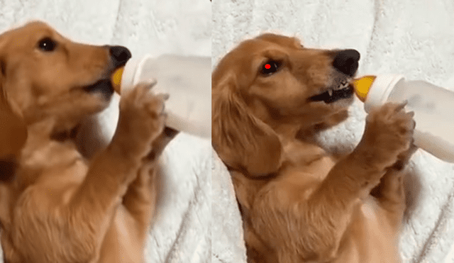 Facebook: Le intenta quitar el biberón a su perro y su reacción aterra a miles [VIDEO]