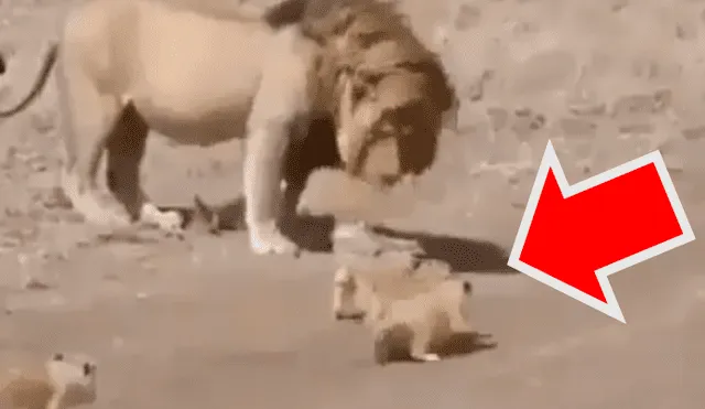 León se aleja de sus cachorros y ellos protagonizan conmovedor momento.