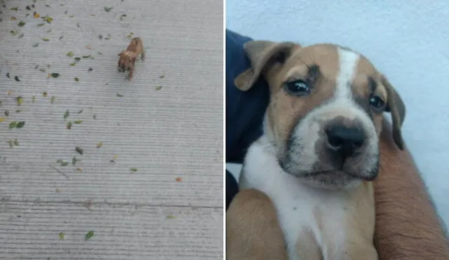 Miles de usuarios han quedado conmovidos al conocer esta tierna historia. Foto: captura de Facebook