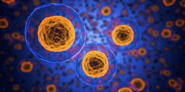 Las células animales también son conocidas como eucariotas. Foto: referencial/Pixabay.