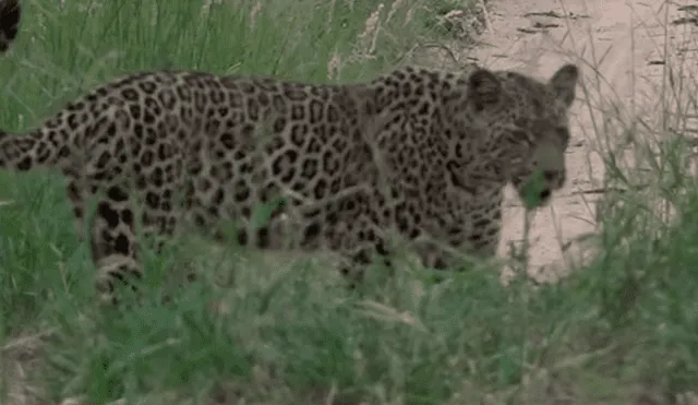 YouTube viral: un leopardo le tendió trampa a marmota bebé y tuvo inesperado final [VIDEO] 