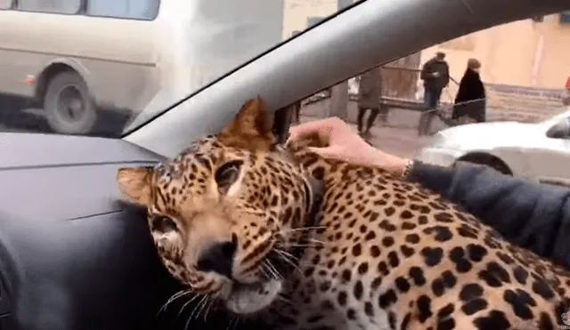 YouTube: Leopardo sube a un taxi en Rusia y ocurre lo inesperado