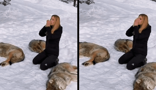 Los lobos reaccionaron de una forma increíble tras oír el aullido de la mujer. Foto: captura