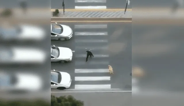 En YouTube, un señor se percató de la presencia de un perro callejero y lo ayudó para que cruce la pista.