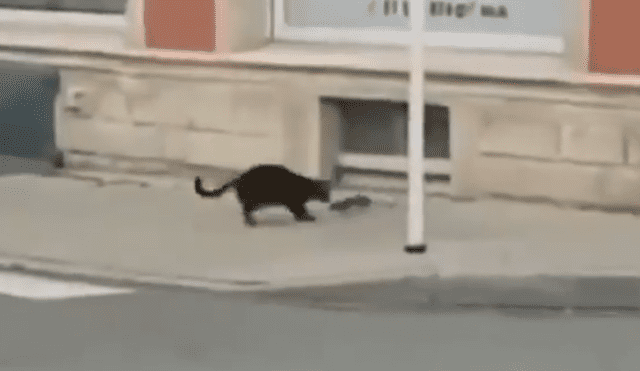 Video es viral en Facebook. El gato pensó que sería ‘pan comido’ devorar a este pequeño ratón; sin embargo, el roedor le demostró su ferocidad y lo obligó a salir huyendo. Foto: Captura.