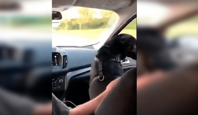 El hombre grabó la curiosa conducta de su perro cuando lo llevaba de copiloto en su vehículo. La divertida grabación se ha hecho viral en Facebook