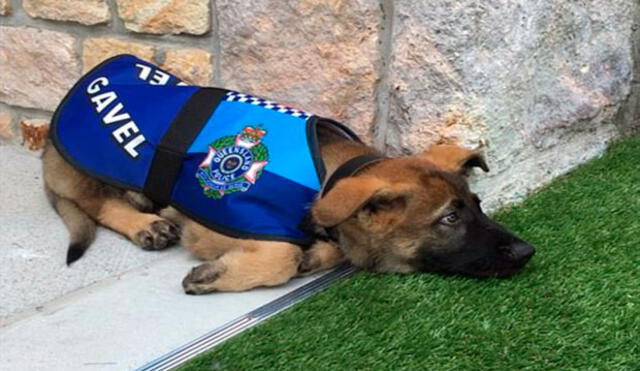 Twitter: expulsan a perro de la policía por ser 'demasiado tierno' 