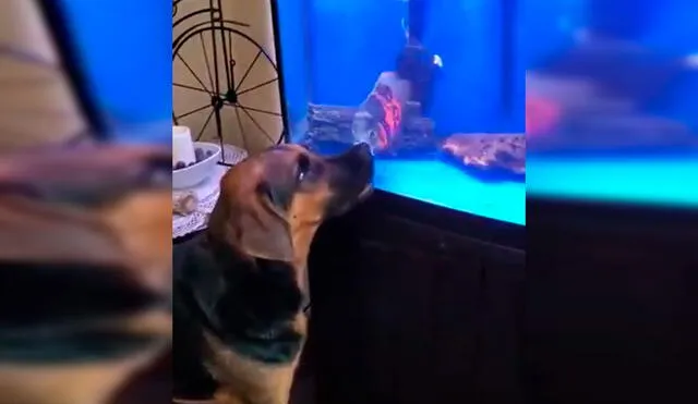 Desliza las imágenes para observar la fuerte rivalidad entre un perro y un pez que terminaron enfrentándose. Fotocaptura: Facebook.