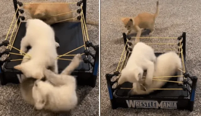 Desliza las imágenes para ver más detalles de este épica pelea protagonizada por tres pequeño gatos. (Foto: captura / YouTube)