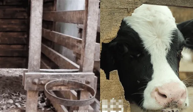 Denuncian las crueles condiciones en las que viven las vacas y sus crías para producir leche [VIDEO]