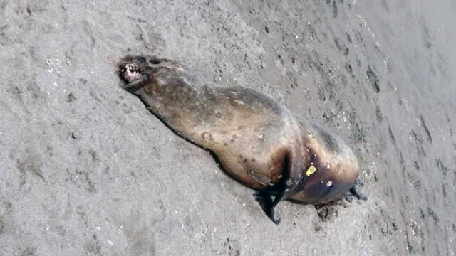 Lobos de Mar son encontrados muertos en playa de Chorrillos [VIDEO]