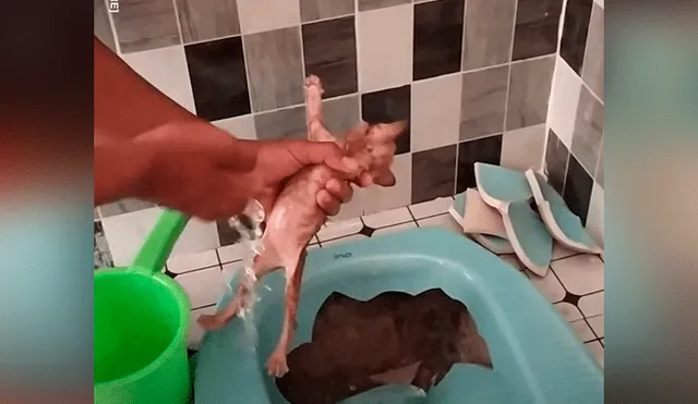 Un video viral de Facebook registró el instante en que un chico rescató a una aterrada  criatura que quedó atrapada en las cañerías de una bañera.