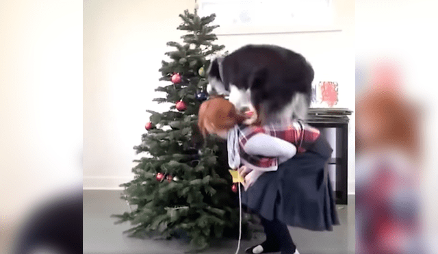 Video es viral en Facebook. El can ha causado sensación en las redes tras la difusión el video en el que se le ve apoyando a su dueña con cada adorno del árbol navideño