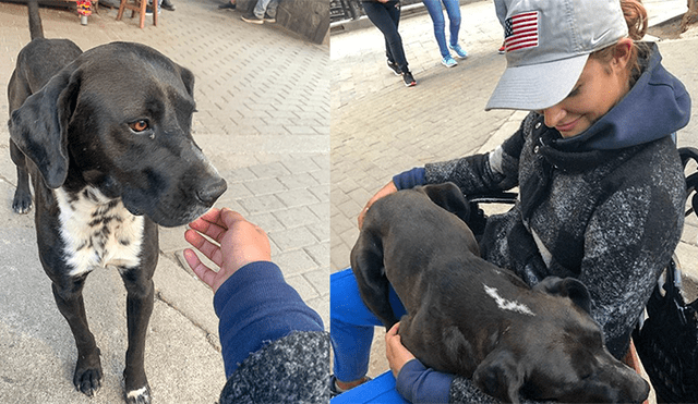 Lima 2019: la nueva vida de ‘Milko’ y otros perros callejeros que fueron adoptados por deportistas
