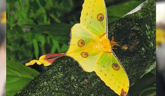Desliza para ver la mariposa que ha sorprendido a todos en YouTube. Foto: Captura.