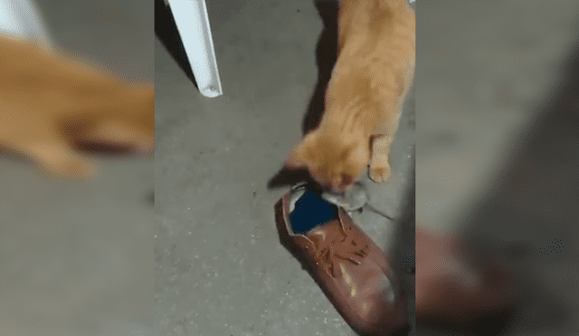 En Facebook, una joven grabó el momento que su gato puso a un indefenso ratón en unos zapatos para evitar que se fugue.