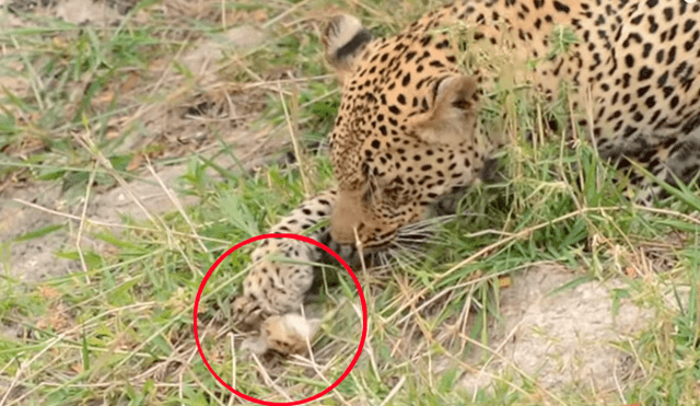 Hambriento leopardo juega con su presa antes de comérsela, comete error y se le escapa [VIDEO] 