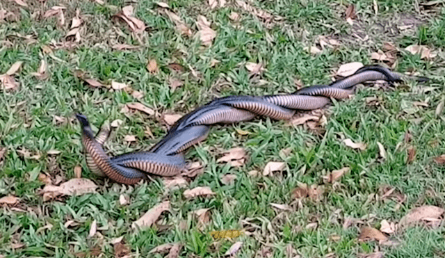 YouTube viral: creyó encontrar a dos serpientes 'apareándose', se acerca y queda aterrado al descubrir la verdad