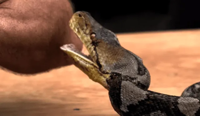 El protagonista del video viral de YouTube dejó que una serpiente pitón abra sus mandíbulas para morder su brazo.