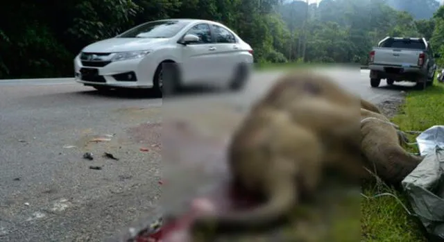 Malasia: encuentra bebé elefante muerto en carretera