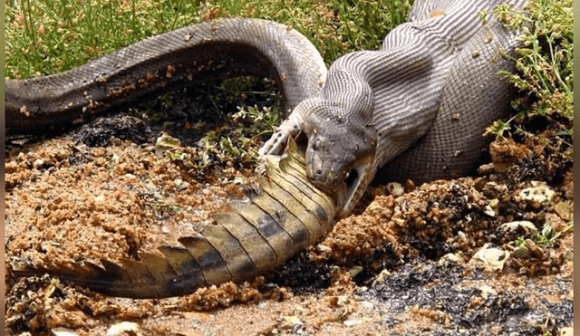 Hombre graba el momento en que una enorme serpiente devora a cocodrilo.