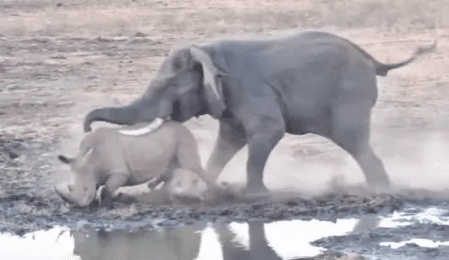 Mamá rinoceronte se enfrenta a feroz elefante para proteger a su cría y final es de infarto [VIDEO] 