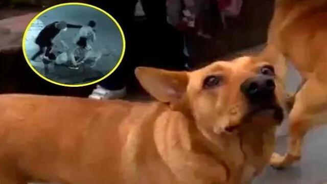 'Gringo': perro que salvó a joven de delincuentes fue atropellado por presunto ajuste de cuentas