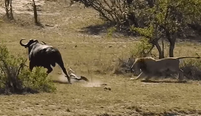 YouTube: Lo increíble sucede cuando un bufalo fue acorralado por feroces leones y cocodrilos [VIDEO]