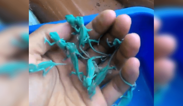 Video es viral en YouTube. Un joven encontró un nido de camaleones y cuando intentó coger a estas pequeñas criaturas se llevó una tremenda sorpresa que nadie hubiera imaginado. Foto: Captura.