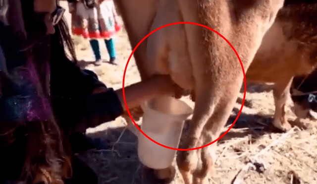 Vía Facebook: Intenta ordeñar a una vaca, pero termina en una terrible tragedia [VIDEO]