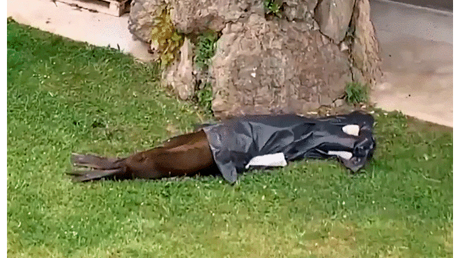 el cadáver de un lobo marino apareció en una bolsa de plástico. Foto: captura Twitter.