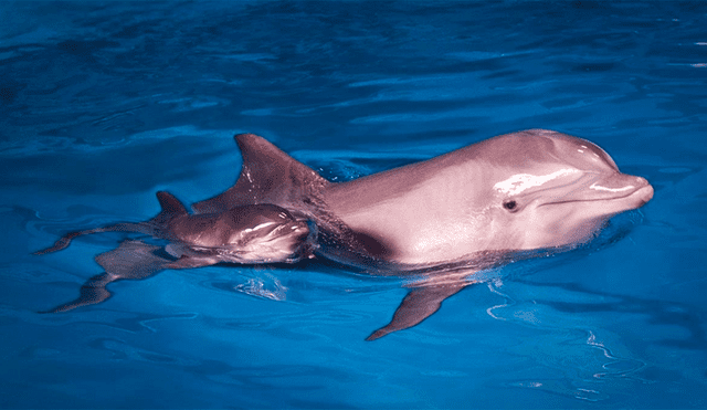Un extraño virus acaba con la vida de la delfín más longeva de Barcelona