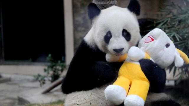 Curioso oso panda reclama cariño a su cuidador