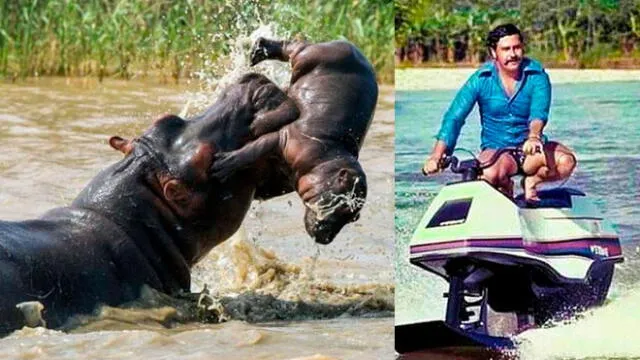 El destino de los hipopótamos que Pablo Escobar abandonó tras su muerte. Foto: composición