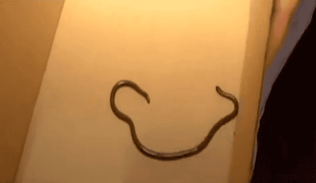 Rímac: hallan serpiente al interior de vivienda [VIDEO]