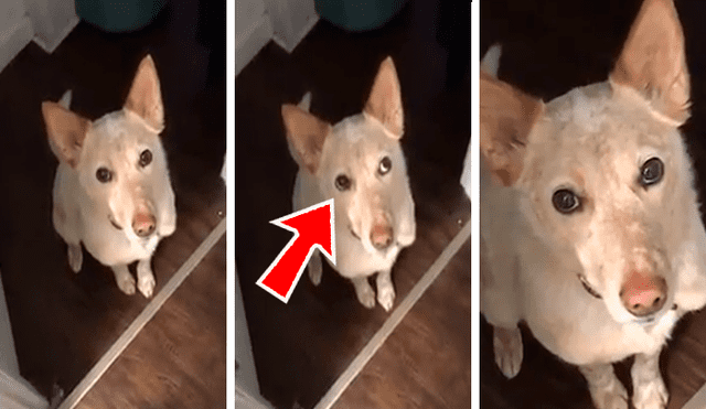 Facebook viral: tierno perro quería salir a la calle y le hizo este gesto a su dueño 