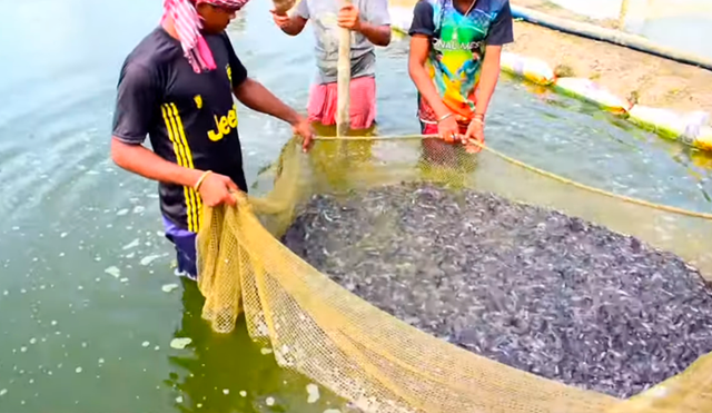 YouTube viral: lanza alimento a misterioso lago y miles de criaturas marinas emergen para devorarlo