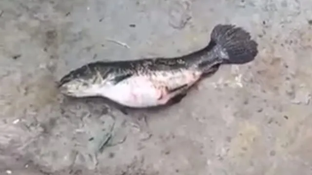Vía Facebook: pescado guardaba en su interior a espeluznante criatura [VIDEO] 