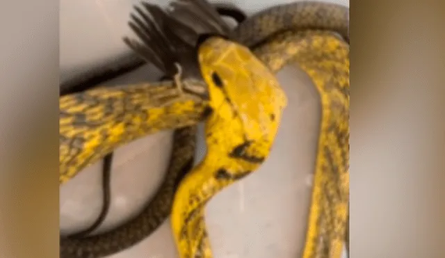 Facebook viral: hambrienta serpiente se topa con pequeña ave y ocurre algo muy impactante