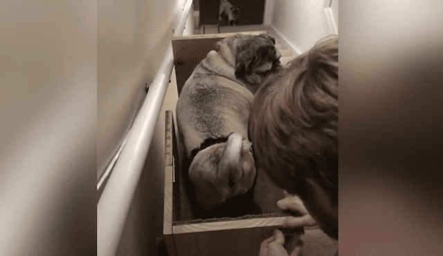 Una mujer decidió construir un salvaescalera para que sus perros puedan transportarse con facilidad. Foto: YouTube