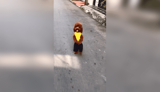 Facebook: Usuarios indignados con video que muestra un perro caniche caminando en dos patas