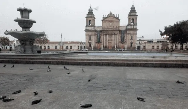 YouTube: cientos de palomas fueron envenenadas en plaza de Guatemala [VIDEO]