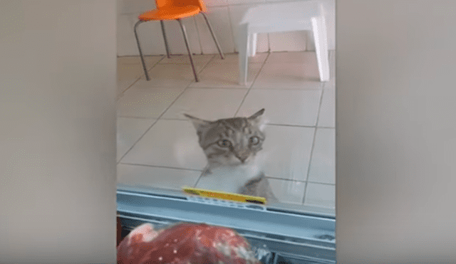 En YouTube, un hombre brinda varios trozos de carne a indefensos animales que llegan a su tienda para pedir ayuda.