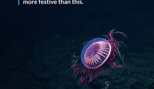 Biólogos registran a una misteriosa criatura que ilumina el océano.