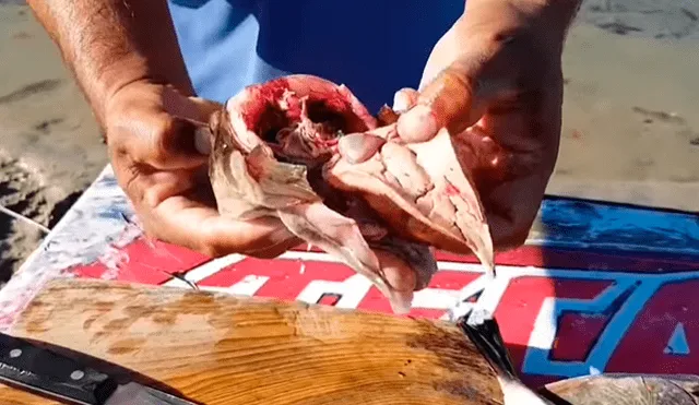 YouTube viral: enseña a cocinar pez globo cuyo veneno es mortal para el ser humano