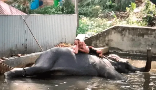 Indignación por hombres que azotan a elefante en templo budista [VIDEO]