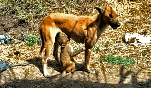 YouTube viral: mono bebé es rescatado de feroz ataque de jauría y perro se enfrenta para adoptarlo [VIDEO]