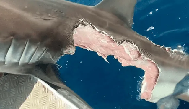 YouTube viral: turista navega en altamar y captar feroz batalla de tiburones con desgarrador final. Foto: Nat Geo Wild